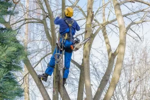 Reliable Tree Service