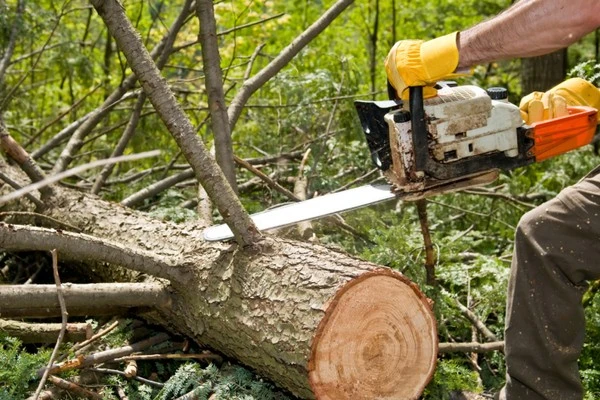 Reliable tree expert in Inglewood, CA Reliable tree expert in Inglewood, CA