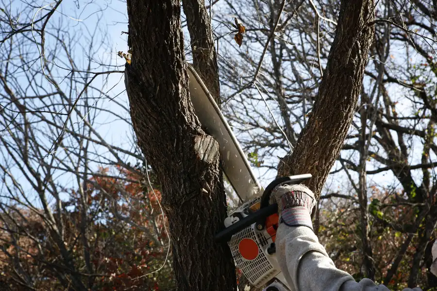 Common Risks Of Delaying Tree Removal On Your Property in Inglewood, CA Common Risks Of Delaying Tree Removal On Your Property in Inglewood, CA