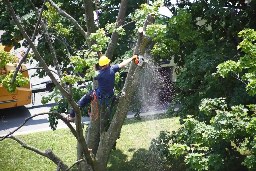 Common Risks Of Delaying Tree Removal On Your Property in Inglewood, CA Common Risks Of Delaying Tree Removal On Your Property in Inglewood, CA