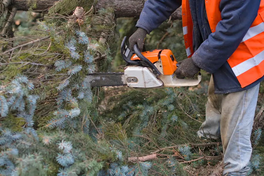 Expert Tree Removal in Inglewood, CA Expert Tree Removal in Inglewood, CA