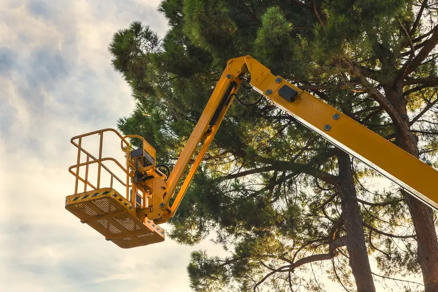 How Regular Tree Care Enhances Property Value in Inglewood, CA