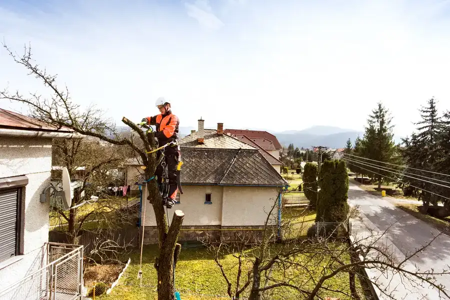 How Regular Tree Care Enhances Property Value in Inglewood, CA