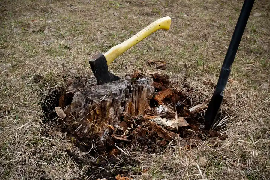 How To Determine If Stump Removal Is Right For Your Yard in Inglewood, CA