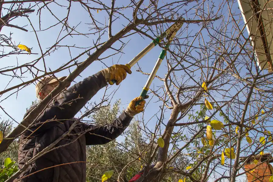 How Tree Trimming Improves Airflow And Sunlight Access in Inglewood, CA