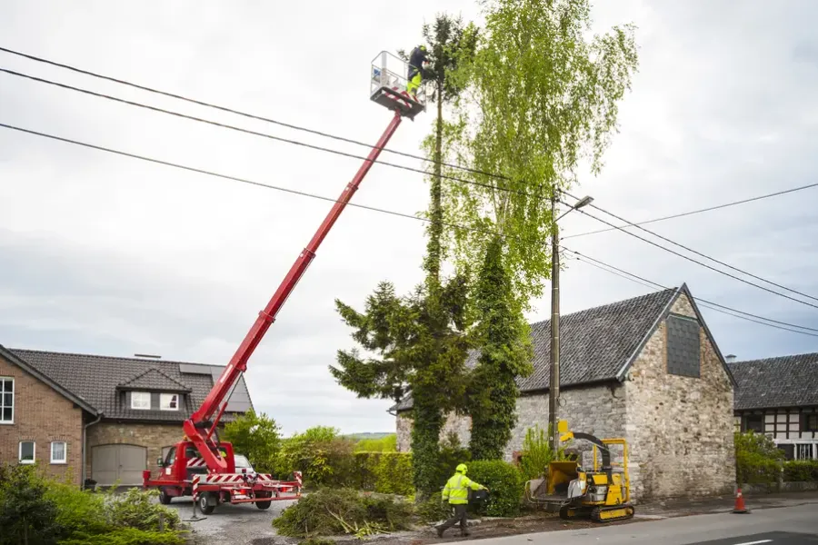 How Tree Trimming Improves Airflow And Sunlight Access in Inglewood, CA