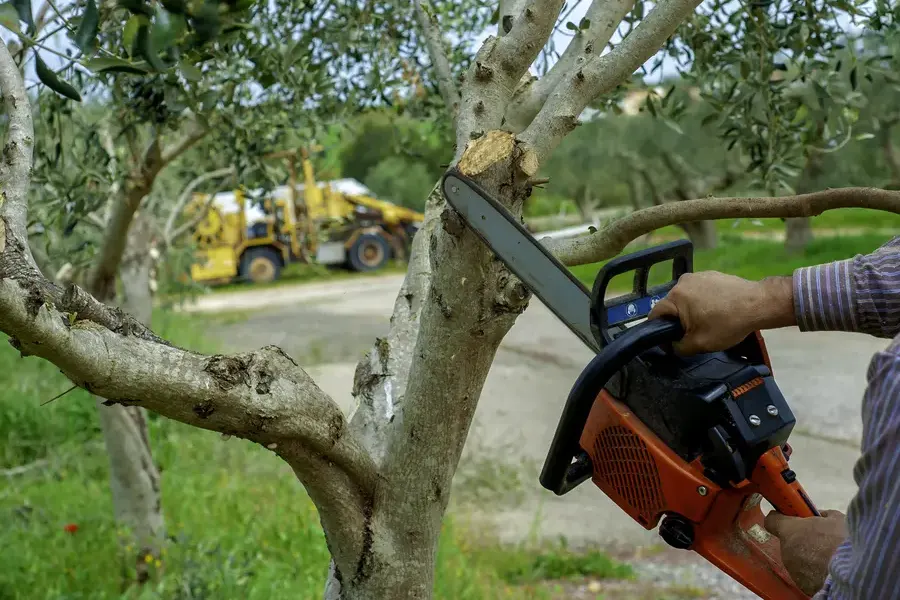 How Tree Trimming Prevents Storm Damage To Your Home in Inglewood, CA