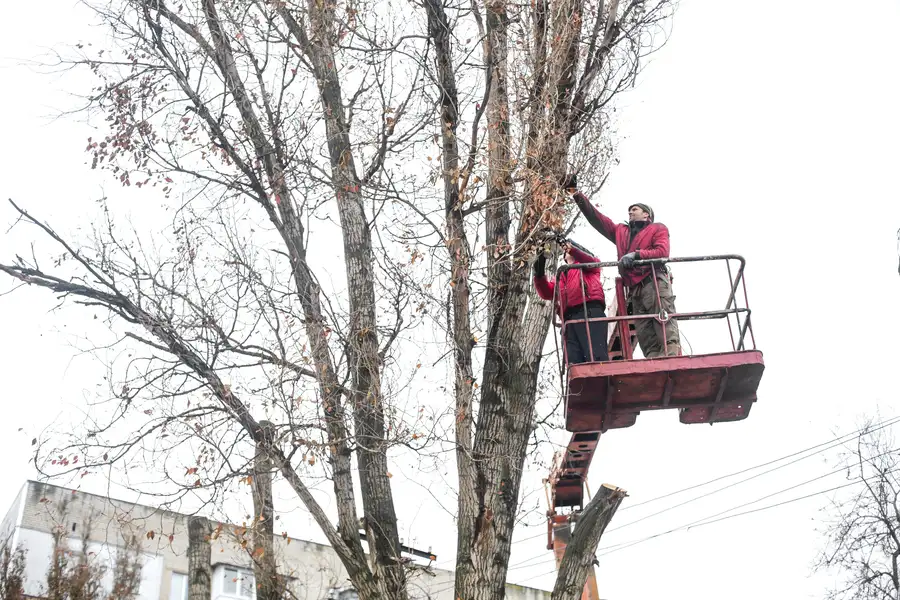 How Tree Trimming Prevents Storm Damage To Your Home in Inglewood, CA