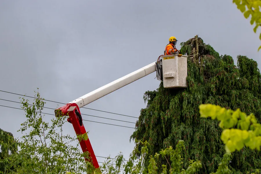 Professional Tree Care in Inglewood, CA
