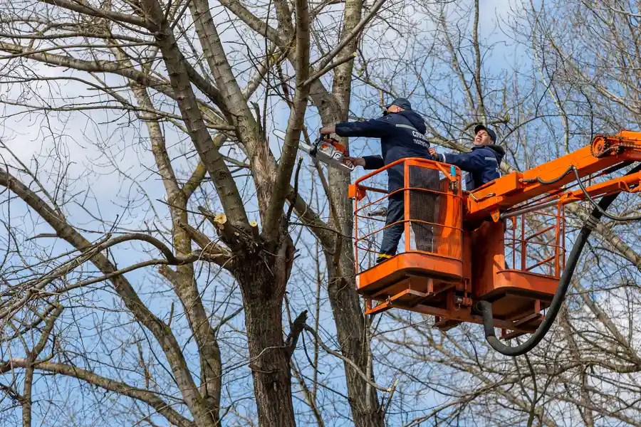 Quality Tree Removal in Inglewood, CA Quality Tree Removal in Inglewood, CA