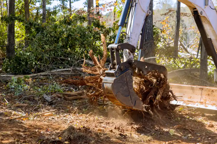 Reliable Stump Removal in Inglewood, CA