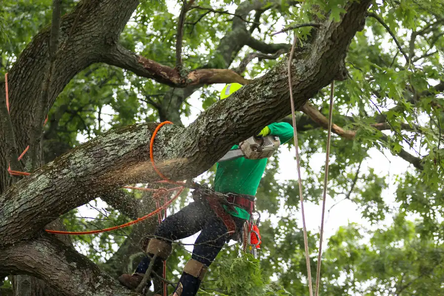 Superior Tree Care in Inglewood, CA