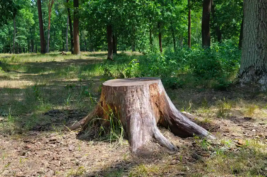 The Environmental Benefits Of Professional Stump Removal in Inglewood, CA The Environmental Benefits Of Professional Stump Removal in Inglewood, CA